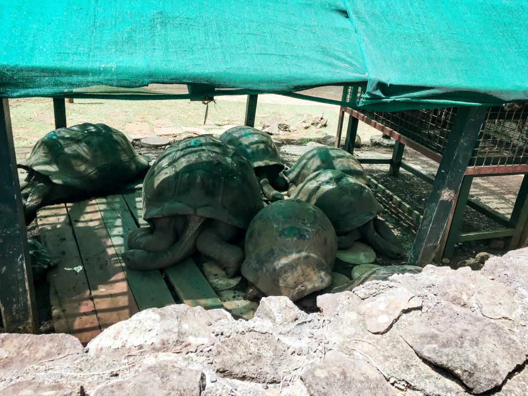 Schildkröten im Botanischen Garten