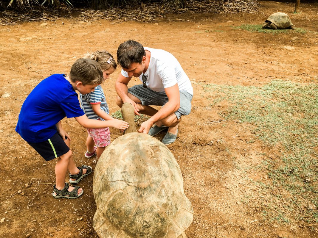Schildkröten streicheln