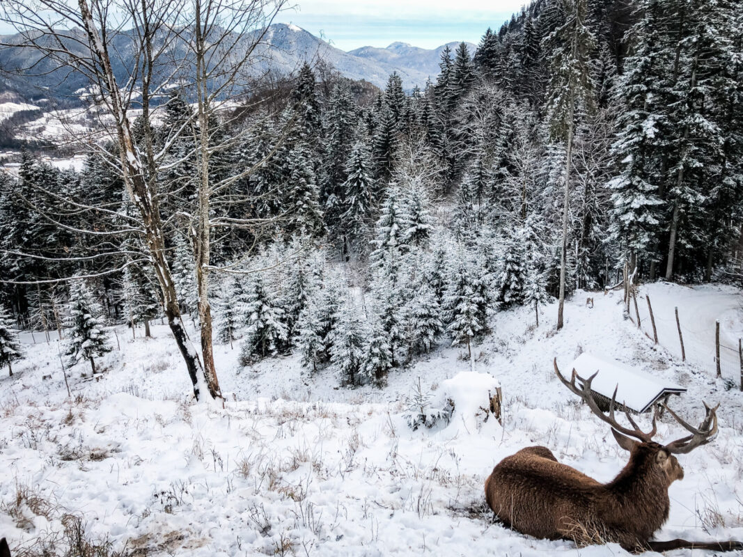 Hirsche auf der Reiseralm in Bayern
