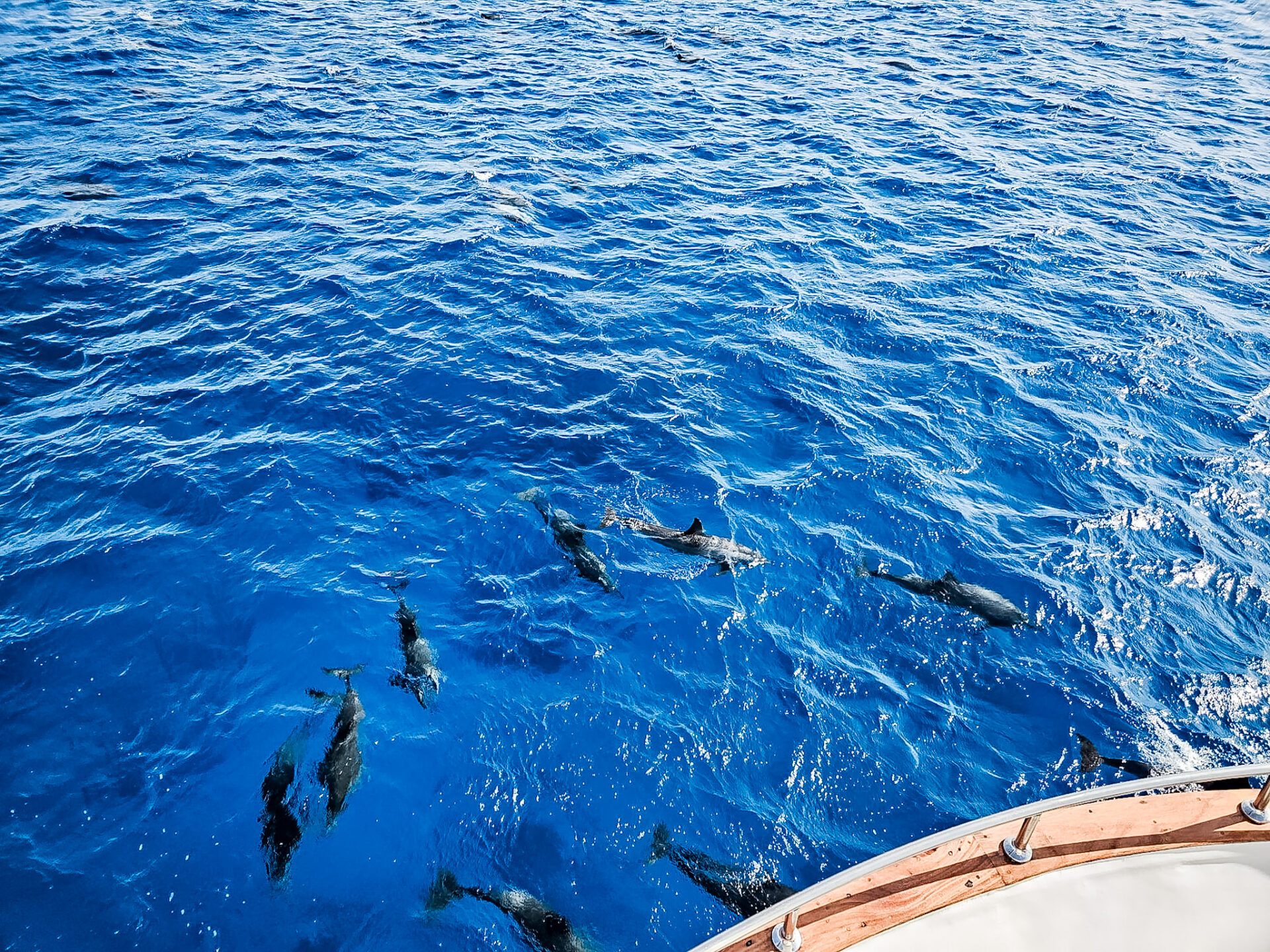 mit delfinen schwimmen